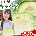 【ふるさと納税】しお風キャベツ 約5kg ( 2～3玉 )または 約10kg ( 4～6玉 ) 《1月中旬-3月末頃より発送予定(土日祝除く)》キャベツ 野菜 青果物 選べる内容量 岡山県 笠岡市