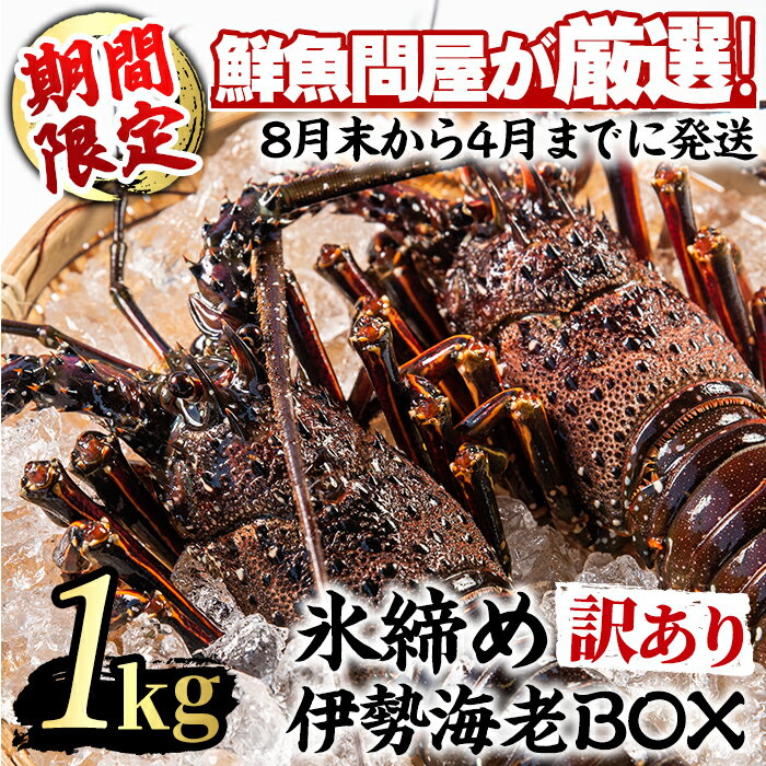 【ふるさと納税】＼高評価★4.85獲得！／＜訳あり＞朝獲れ発送！鮮魚問屋が厳選した氷締め伊勢海老(2尾・総量1kg以上) えび 魚介類 海鮮 刺身 塩焼き【江川商店】【0343207a】