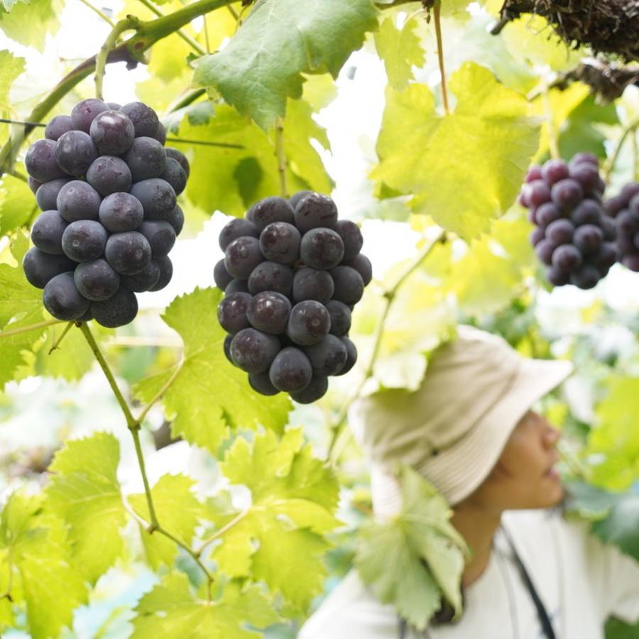 ＜HARETOMI＞特プレミアム「ピオーネ」1房（600g）