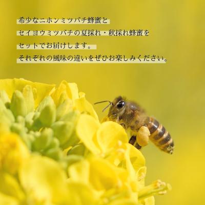 ふるさと納税 下関市 国産はちみつ3種 食べ比べ 50g×3本 計150g NB004 |  | 03