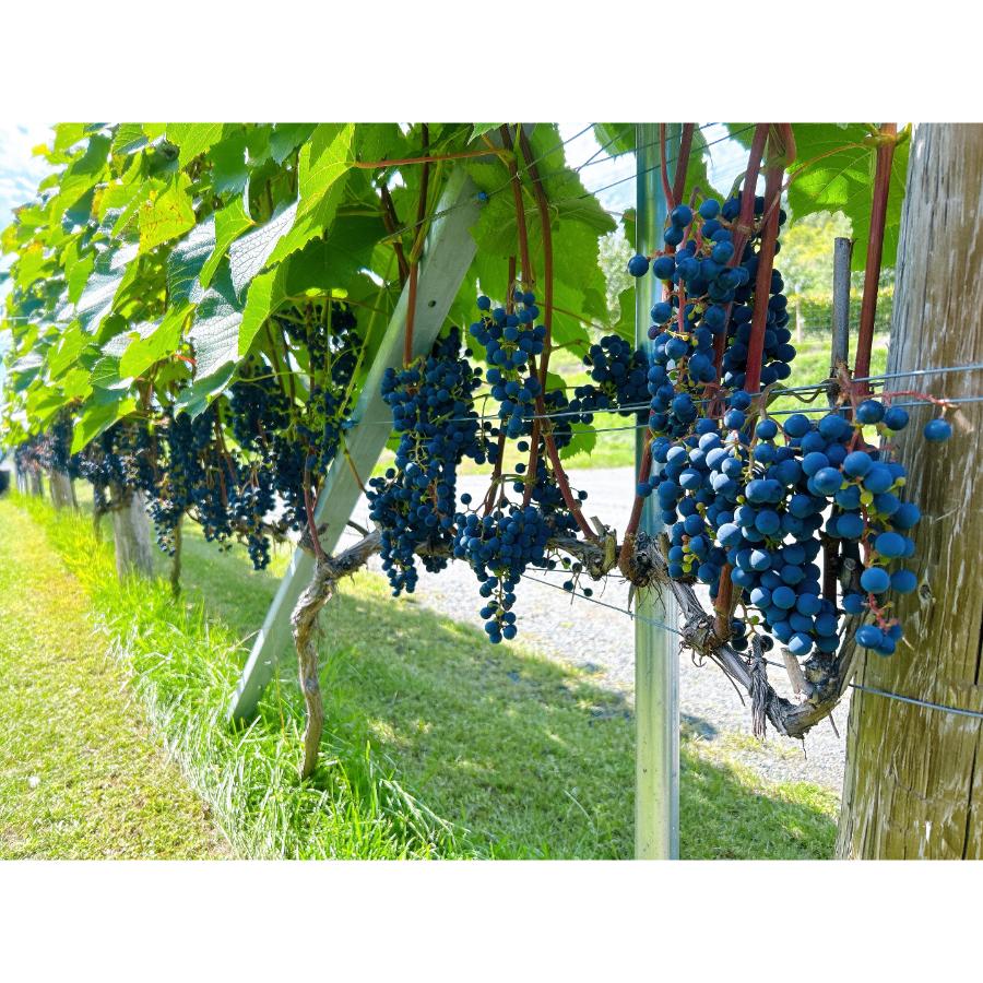 ＜桜夢雫＞山幸750ml×1