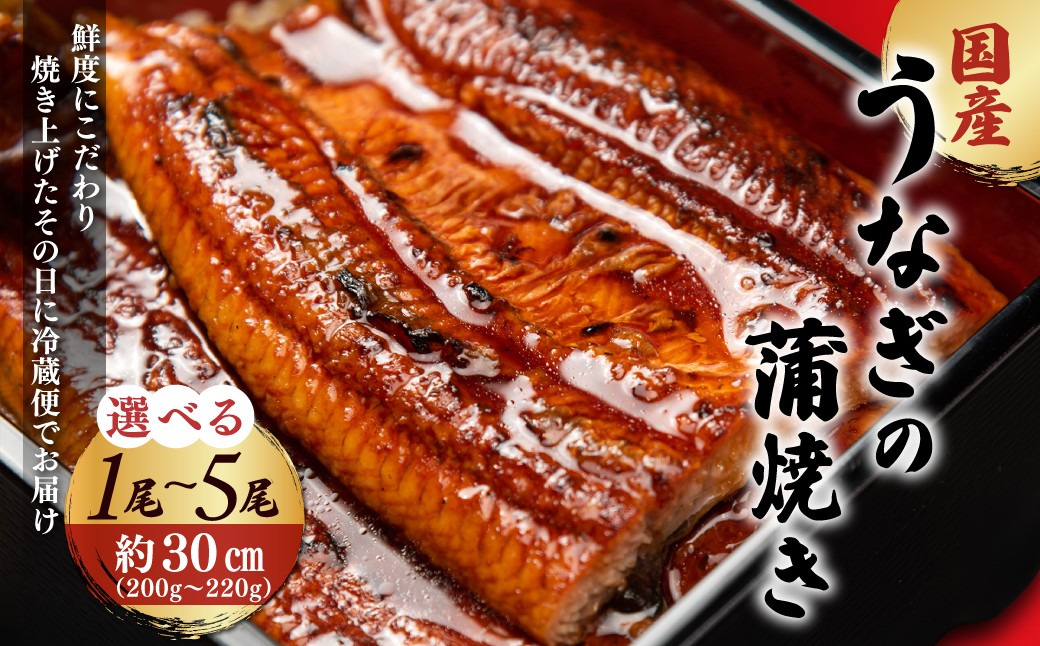 
            「国産うなぎの蒲焼き」【凍らさず美味しさそのまま！〆たて・焼きたてを冷”蔵”で発送】地元飲食店に愛される、美味さにこだわった「国産うなぎの蒲焼き」 特上 うなぎ 蒲焼 ウナギ 鰻蒲焼き うなぎ蒲焼き 人気 国産 浜名湖 うなぎ 関西 鰻蒲焼 養殖 冷蔵 ギフト ご褒美 人気 京都　京都府 福知山市 FCF007-v
          