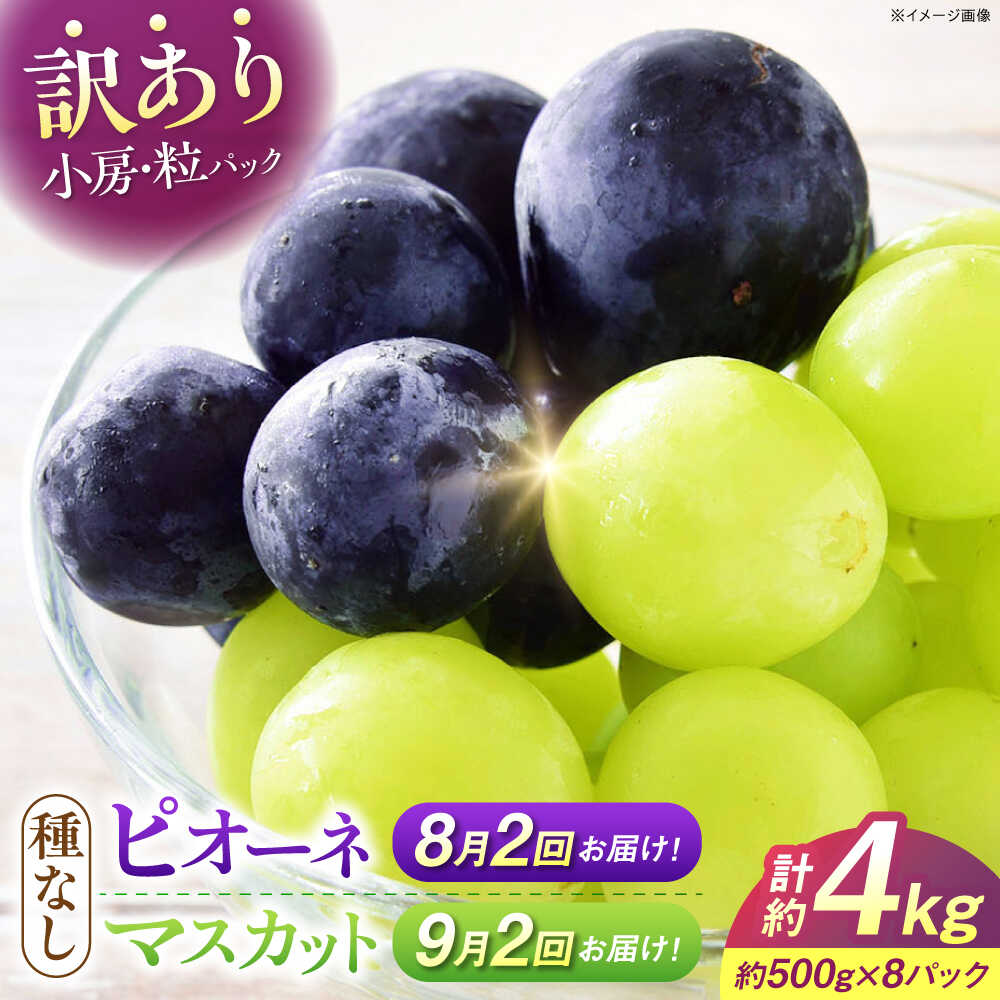 【ふるさと納税】【先行予約】【全4回定期便】【月2回×2ヶ月】【8月上旬から9月末に順次発送】【訳あり】 8月ピオーネ1kg×2回 / 9月シャインマスカット1kg×2回 ぶどう 計4kg | マスカット ブドウ シャイン 葡萄 甘い デザート おいしい 三次市/西田ぶどう園[APCM016]