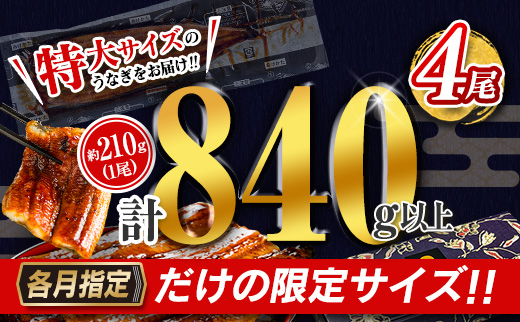 ［2026年8月お届け］特大 うなぎ 鰻楽 国産 蒲焼 4尾 無頭 計840g以上 期間限定 数量限定【C388-840-08】