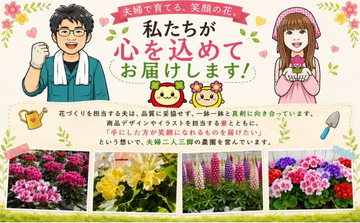 フリフリパンジー 花色 品種 お任せ 3.5号 ✕ 12鉢 花 パンジー フリル ガーデニング 園芸 家庭園芸 花育て ベランダ 庭 花壇 寄植え プランター栽培 ピンク 赤 むらさき 白 黄色 カラ