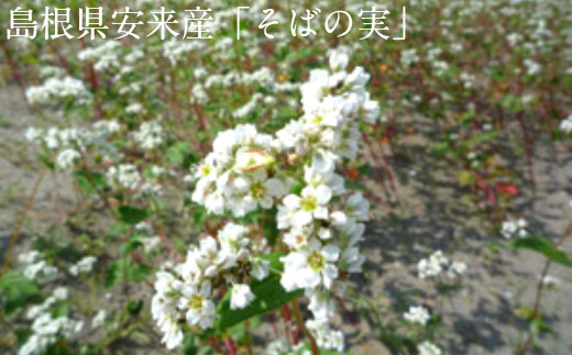 そばの花