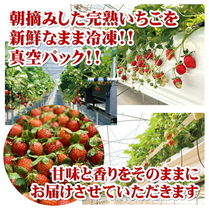 まるは食堂 マルハリゾート いちごの丘 『訳あり』完熟 冷凍いちご 1kg ｜ 訳あり いちご イチゴ 冷凍 　1kg 国産 完熟 スムージー ジャム ヨーグルト シャーベット デザート アイス おや
