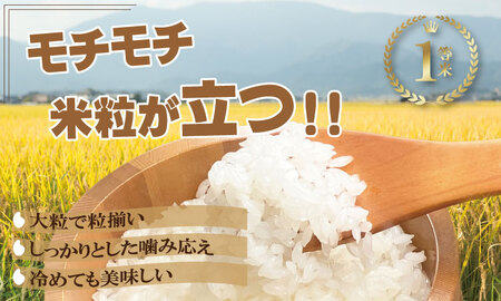 【定期便】連続６回 佐賀県認定 特別栽培米 「農薬：栽培期間中不使用」さがびより 無洗米 60kg（10kg×6 ）しもむら農園  Q123-001