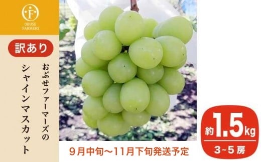 
            【訳あり】シャインマスカット 約1.5kg  3～5房 ［おぶせファーマーズ］家庭用 果物 フルーツ ぶどう 期間限定 数量限定 規格外 不揃い 傷 令和7年産 【2025年9月中旬～11月下旬発送】［F-42］
          