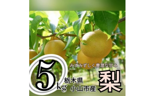 ずっしり5kg＜にっこり＞　栃木県小山市産の梨　【1441930】