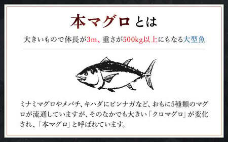 豪華!中トロセット!マグロ 中トロセット(本マグロ600g+メバチマグロ600g) MBT003