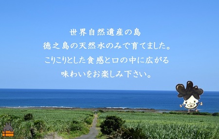 天然水使用・完全天日干し徳之島産きくらげ（3袋）( きのこ 健康 国産 安心 安全 和食 中華料理 こりこり 料理 天然水 中華丼 汁物 具材 朝食 昼食 夕食 )