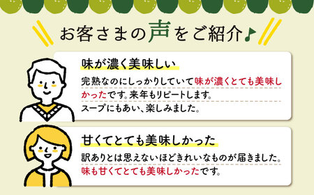 【訳あり】ミニトマト約3kg  ＜白石農園＞ [CBI003] トマト とまと フルーツトマト こだわりトマト おすすめトマト トマト おススメトマト 人気トマト 定番トマト 通販トマト トマト お取