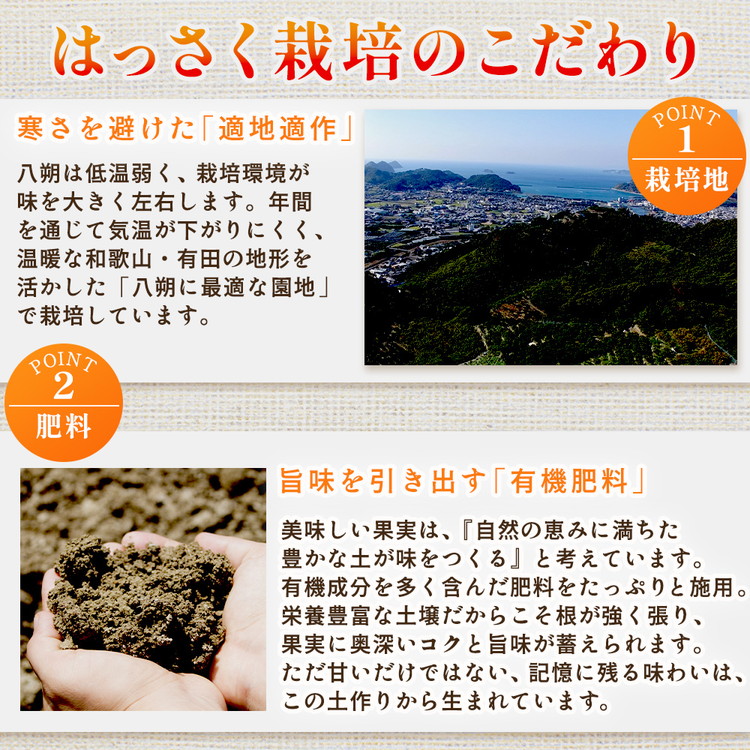 ＜1月より発送＞厳選はっさく7.5kg+250g（傷み補償分） ｜ 八朔みかん ハッサク ◇