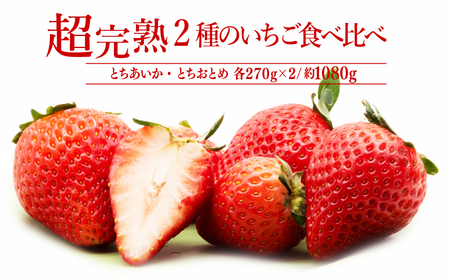 いちご【3月以降発送】朝採れとちおとめ×とちあいか レギュラーサイズ 食べ比べセット 約270g × 各2パック 合計約1080g |イチゴ いちご