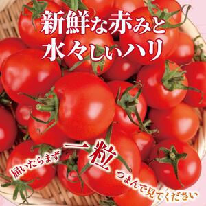 新鮮トマト 3kg 【安田町産】 ｜ トマト TR-04