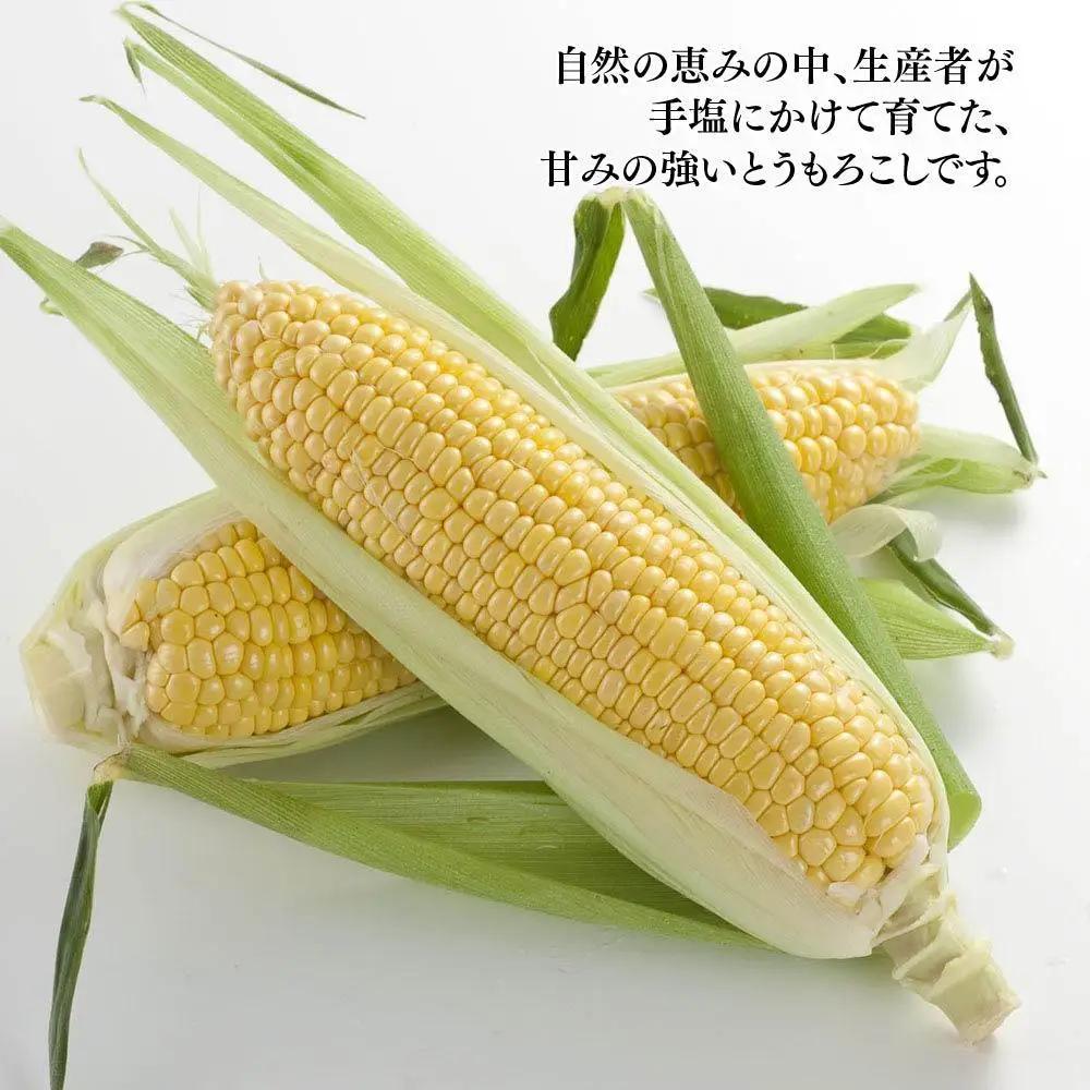 【先行予約】旭川近郊産　黄色いとうもろこし(ゴールドラッシュ) 3.5kg(10本) 2026年8月上旬から発送開始 | とうもろこし 北海道 _04842