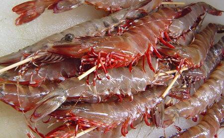 天然 アシアカエビ 淡路島 由良産 氷〆 800g 10月～5月配送 えび 足赤エビ 天然えび 魚介 冷蔵配送 兵庫県 洲本市