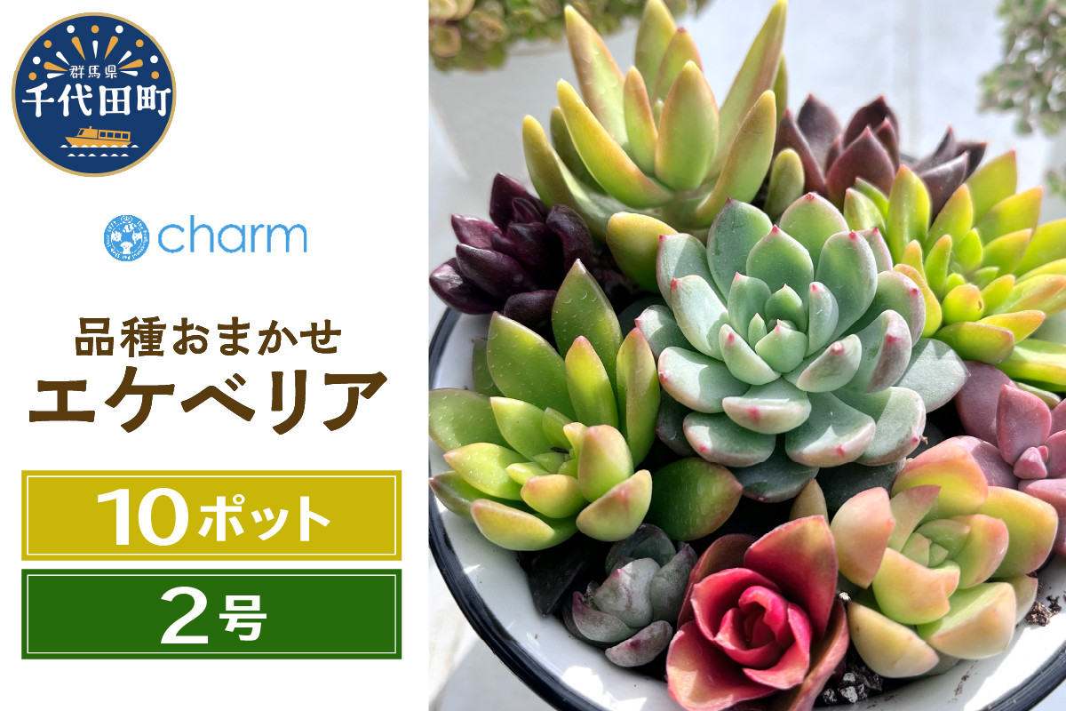 
観葉植物 エケベリア 品種おまかせ 2号 (10ポット) 品種名のラベル付き 群馬県 千代田町 インテリア ナチュラル かわいい リラクゼーション 室内栽培 プレゼント ギフト 贈答用 送料無料 趣味 風水 緑 ライフスタイル 人気 オススメ 初心者 玄関 リビング キッチン 株式会社チャーム
