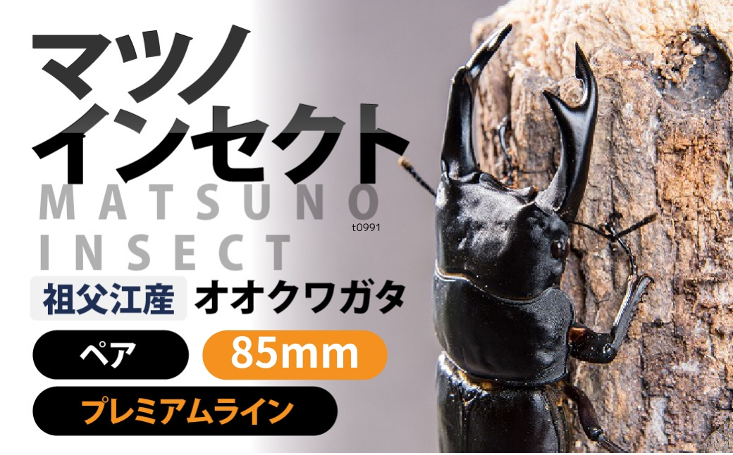 
            マツノインセクト 祖父江産 オオクワガタ 85mm ペア プレミアムライン 国産 祖父江 ブリーダー 松野 送料無料 愛知県 豊橋市
          