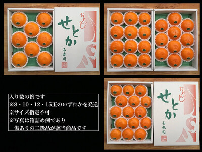 ちょっと 傷あり 柑橘の大トロ ハウス せとか 8 ～ 12玉入 化粧箱 南泰園