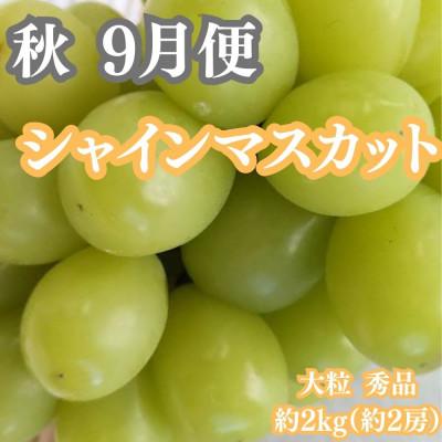 ふるさと納税 坂出市 【発送月固定定期便】四季の美味しい果物詰め 年間4回に分けてお届け!全4回 |  | 03