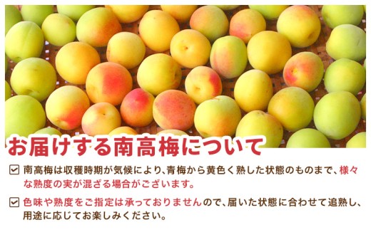 南高梅 約3kg マルツネ農園《6月上旬-7月上旬頃出荷》和歌山県 日高川町 梅 南高梅 うめ ウメ 梅酒 シロップ ジャム 手作り フルーツ 果物
