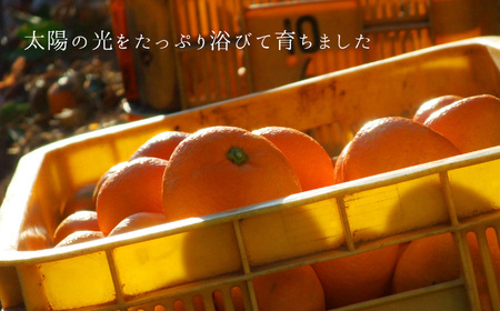 【訳あり】熊本県産 温州みかん 約9kg 味采市場