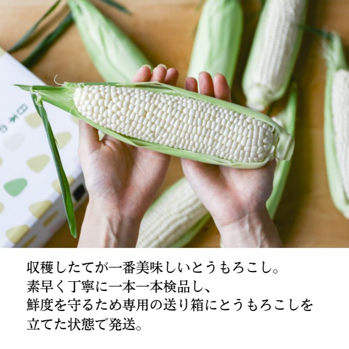  ［2024年先行予約］ まるでフルーツ！ 生で甘い、茹でて美味い！牛窓産 白色 とうもろこし 「うしまどんな」約4kg（8～12本入り）