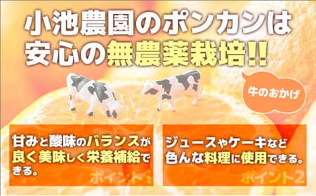 ＜先行予約＞牛が育てる！コクうまポンカン＜5kg＞Mサイズ　ko10 【小池農園】