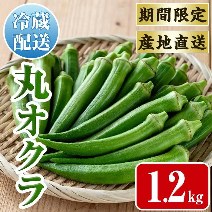 いずみ産 丸 オクラ 1.2kg 【イーサイドライン】 i1215-B