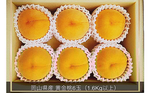 黄金桃 6玉 （1.6kg以上） 化粧箱入り 【2026年8月下旬～9月上旬迄発送予定】 ／ 黄桃 桃 もも 果物 果実 フルーツ 岡山県 美咲町 冷蔵