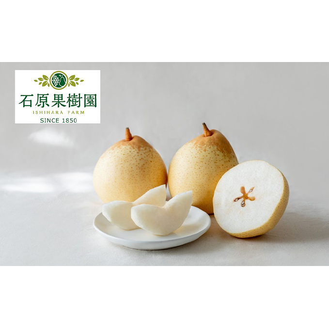 梨 2025年 先行予約 鴨梨（ヤーリー）5～10玉 合計約3kg 贈答箱 【11月下旬～12月中旬頃発送】ナシ なし 岡山県産 国産 フルーツ 果物 ギフト 石原果樹園