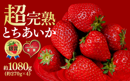 いちご【1月中旬以降発送】朝採れとちあいか レギュラーサイズ 約270g × 4パック 合計1080g |イチゴ いちご