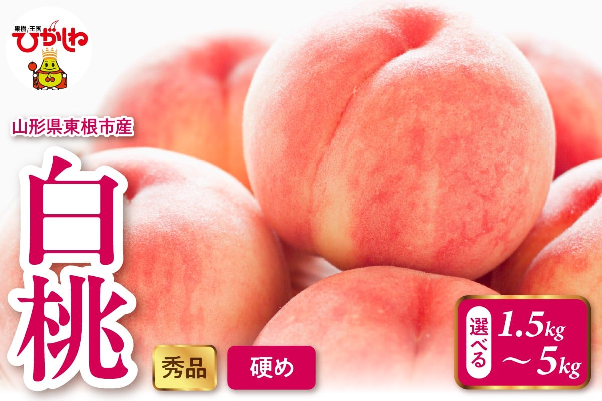 
            ≪選べる内容量≫2026年産 白桃（硬め） 1.5kg～5kg 秀品 山形県 東根市 hi082-052-o
          