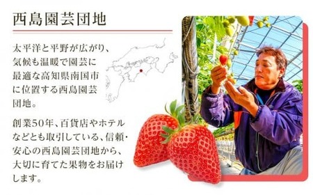 【先行予約】高知県南国市産／メロンといちごセット（2026年1月～発送）【メロン 苺 フルーツ くだもの デザート 高評価 人気 おすすめ】