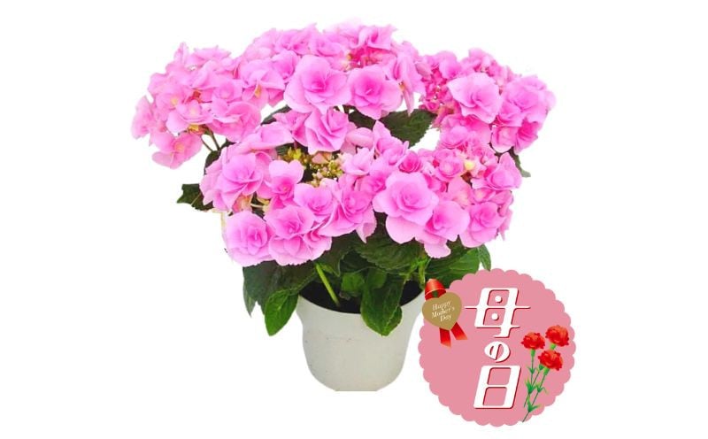 
            【 オンライン決済限定 】 先行予約 母の日 アジサイ 鉢植え フェアリーアイ ピンク 5号 花 新品種 花鉢 ギフト ガーデニング 贈り物 贈答 紫陽花 2025年5月から順次発送予定  [4565507]母の日 )
          