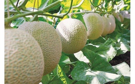 013-16　高級温室静岡県産アローマメロン６玉化粧箱入