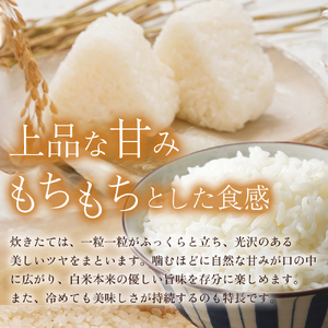 【在庫限定】令和7年産米 きぬむすめ 5kg （大上農園）数量限定 お米 こめ 白米 きぬむすめ
