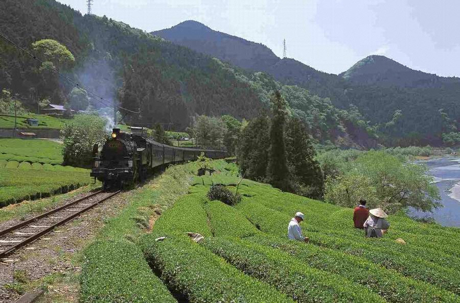 SLと茶畑の風景