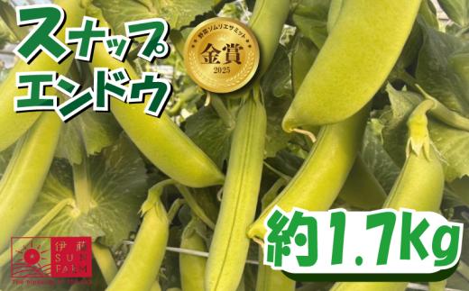 スナップエンドウ 約 1.7kg  エンドウ スナックエンドウ スナック 野菜 やさい 豆 まめ サラダ 旬野菜 旬  国産 シャキシャキ プリプリ 送料無料 千葉県 旭市 伊藤SUN FARM isf003