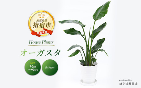 2026年4月上旬～発送 観葉植物 オーガスタ 70cm～90cm 鎌ヶ迫園芸場 016-1375 観葉植物 植物 鉢付 インテリア 室内 オフィス おしゃれ プレゼント ギフト 開店祝い 移転祝い マイナスイオン【配送不可地域：北海道・沖縄県・離島】