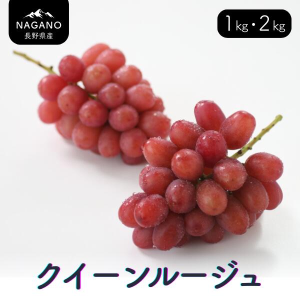 【ふるさと納税】ぶどう クイーンルージュ®（長野県産秀品） 約1キロ・ 約2キロ ／10月中旬～11月中旬頃 配送予定 // 稀少 新品種 長野県 南信州 高糖度 葡萄 ブドウ 甘い 種なし 皮ごと ぶどう三姉妹 MS34 MS35