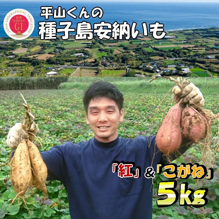 【ふるさと納税】＼ 新物 受付開始 ／ 平山くんの種子島安納いも「紅&こがね」紅白セット（Mサイズ）5kg
