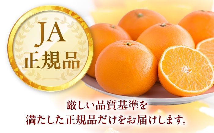 柑橘 蜜柑 みかん ミカン 紅まどんな 甘い 箱 1箱 愛媛 贈答 贈答用