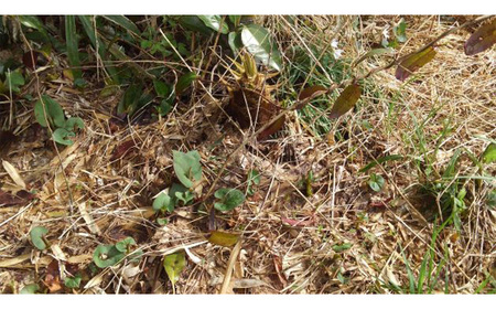 茨城県坂東市産 朝掘りたけのこ 約3kg（2～4本入）・米ぬか付き No.709