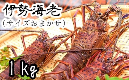 伊勢海老１kg（サイズおまかせ高知県産）※着日指定不可※エビ 甲殻類 海鮮BBQ アウトドア キャンプ お祝い【R00638】