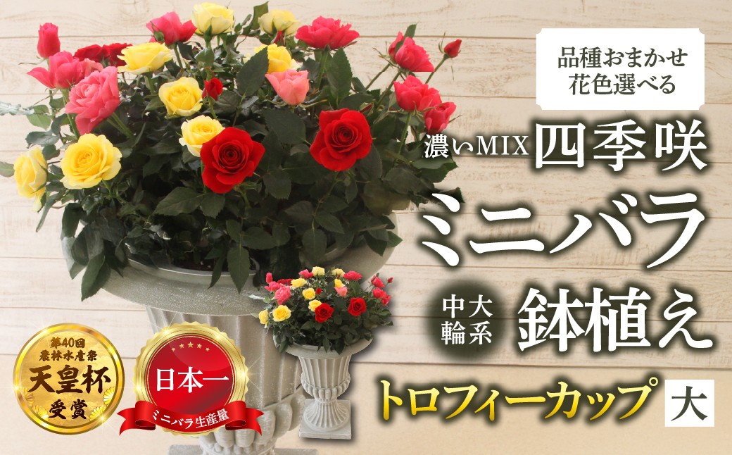 
                  産地直送 ミニバラ トロフィーカップ（大） くっきり（濃いMIX） [11月～4月 お届け] 品種 おまかせ のため 訳あり 訳アリ 四季咲き ミニバラ 花 ガーデニング 生産量 日本一 天皇杯 鉢植 ※沖縄 離島配送不可 薔薇 セントラルローズ [mt1903_koi] 100000円 10万
                