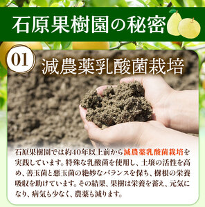 あたご梨 3～5玉 約3kg 化粧箱 石原果樹園 赤秀 《11月下旬-12月下旬頃より発送予定》岡山県 浅口市 梨 なし 果物 フルーツ くだもの あたご