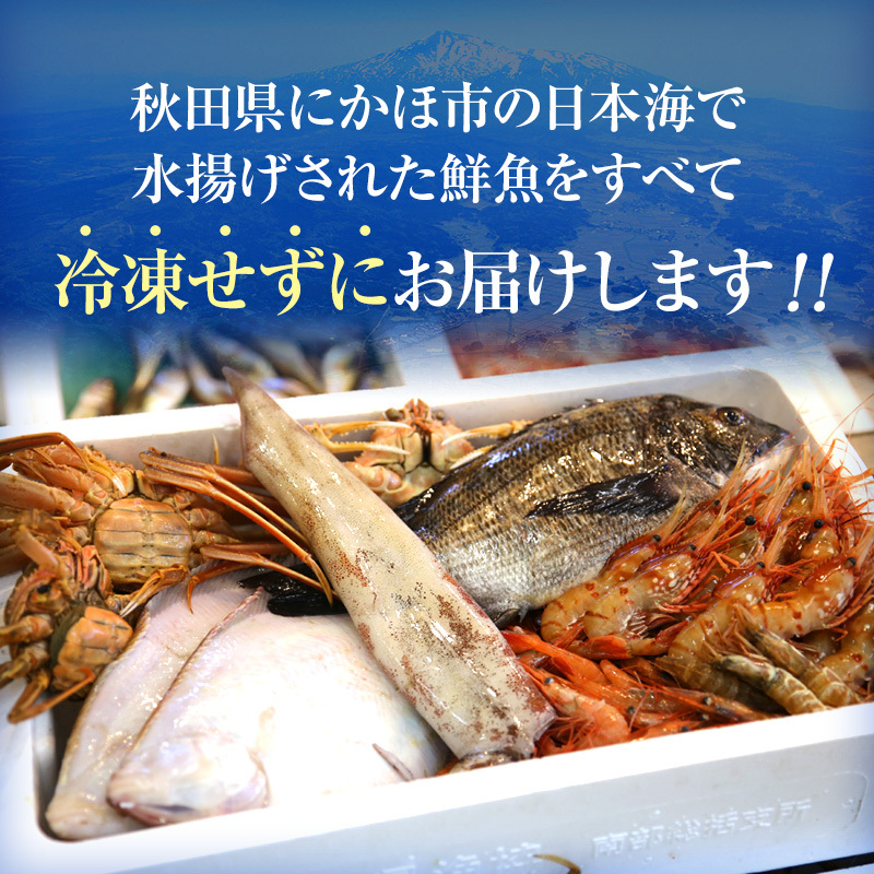 鮮魚 下処理済み 日本海の鮮魚 2～3人前(5～8種類) セット 魚 パック 詰め合わせ 海鮮セット 鮮魚ボックス 海鮮 海産物 海の幸 魚介 魚介類 刺身 切り身 ひらめ 鯛 甘エビ 鯵 あんこう 